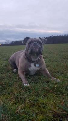 Hundeauslaufgebiet-Große Wiese-Bild