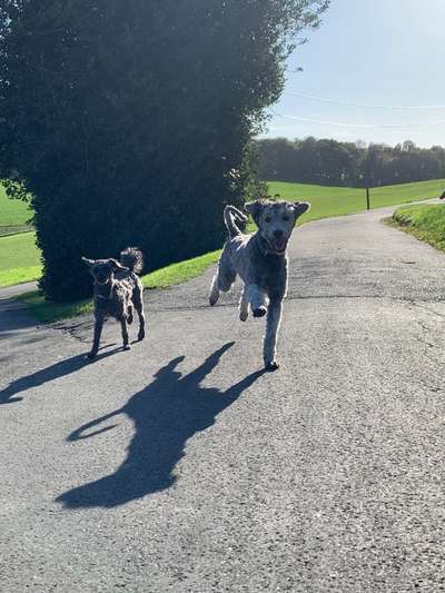 Hundetreffen-Gemeinsame Ründchen-Bild