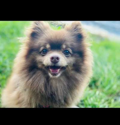 Zeichnungen Eurer Hunde !?-Beitrag-Bild