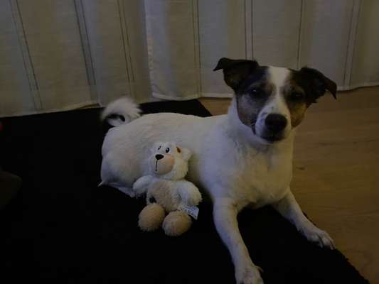 Wo sind die Jack und Parson Russell Terrier?-Beitrag-Bild