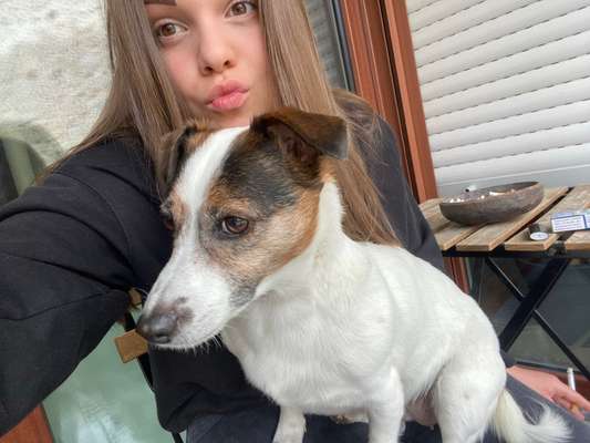 Welche Hunderasse-Beitrag-Bild