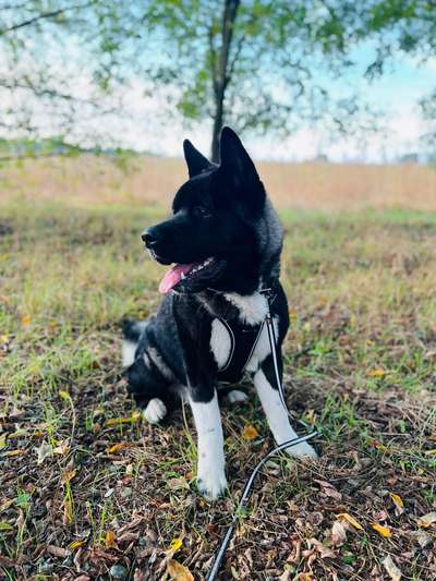 Akita Inu/American Akita (Mix) halter.-Beitrag-Bild