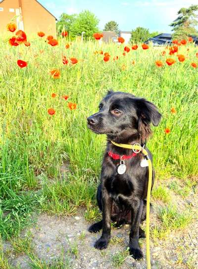 Die Dogorama Monats Challenge "Es grünt und blüht"-Beitrag-Bild