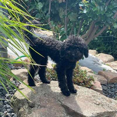 Hundetreffen-Gassirunde / Play-Date