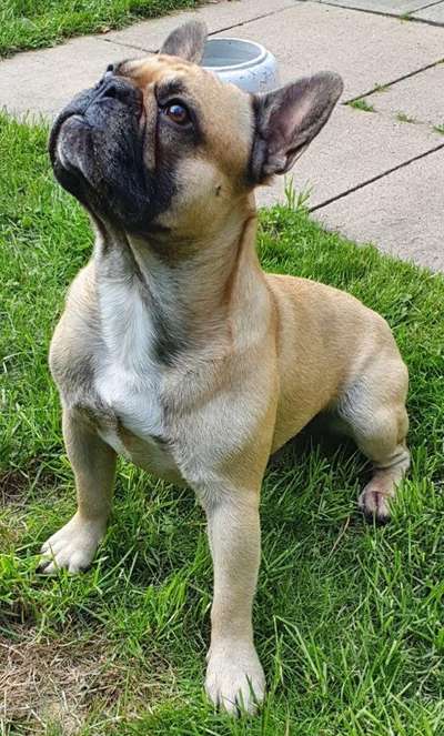 Französische Bulldoggen-Beitrag-Bild