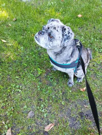 Hundetreffen-Yoki sucht Spielfreunde :-)-Bild