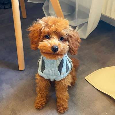 Hundetreffen-Welpen treffen-Bild