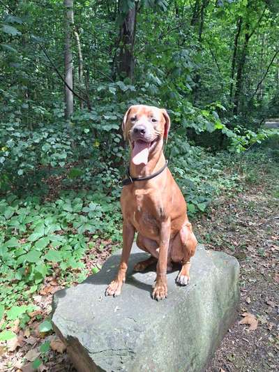 Hundetreffen-Murphy sucht freunde-Bild