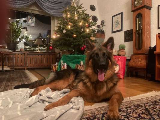 Schäferhund-Beitrag-Bild