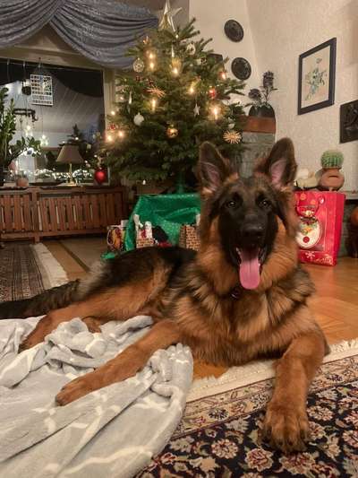 Schäferhund-Beitrag-Bild