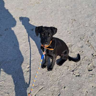 Hundetreffen-Hundefreunde gesucht-Bild