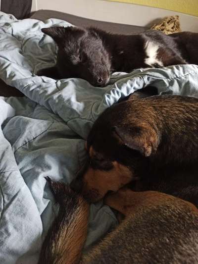 Hundetreffen-Walk & Play 5-14kg STADTPARK SENDEN-Bild