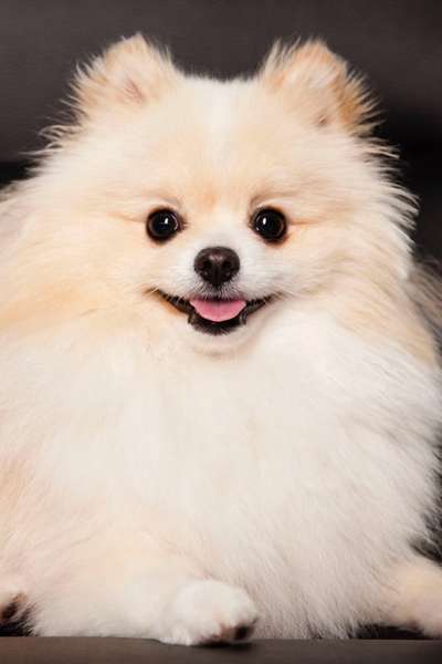 Dogorama Photo Challenge - Einmal lächeln bitte-Beitrag-Bild