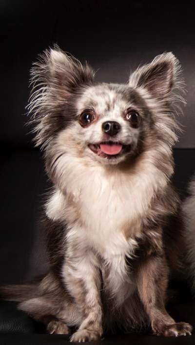 Dogorama Photo Challenge - Einmal lächeln bitte-Beitrag-Bild