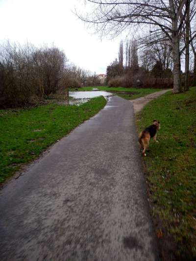 Hundetreffen-Senioren Spaziergang-Bild