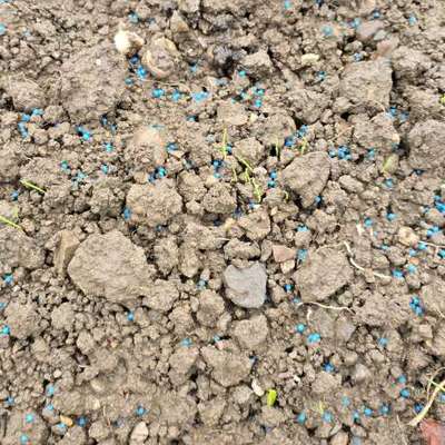 Giftköder-Evtl. Giftköder-Bild