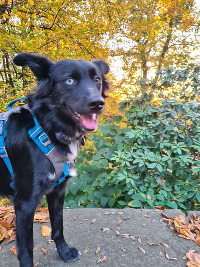 Hundetreffen-Gemeinsames Gassi gehen oder Spielen-Bild