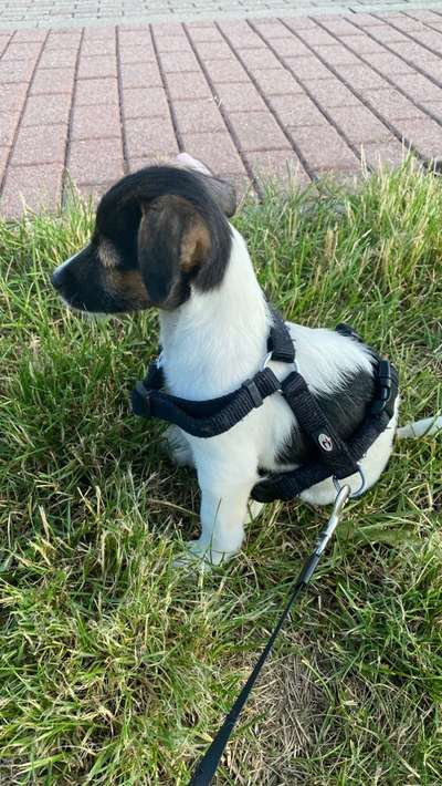 Welpenfotos-Beitrag-Bild