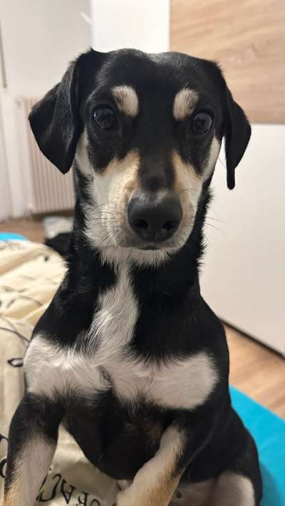 Auslandstierschutz-Beitrag-Bild