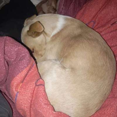 Hundetreffen-Spaziergang an der Leine ohne Kontakt-Bild