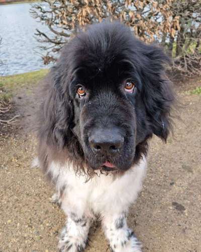 Fotochallenge bettelnder Hund!-Beitrag-Bild