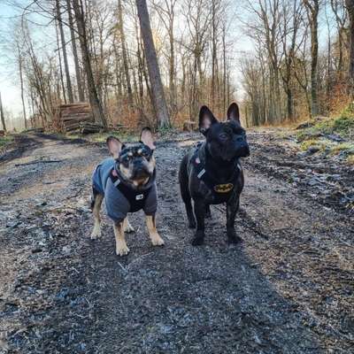 Hundetreffen-Gassirunden& Playdates gesucht-Bild