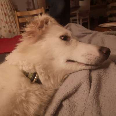 Hundetreffen-Junghundetreffen-Profilbild