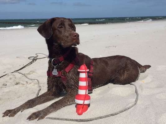 Dogorama-Monats-Challenge-Mai "Wasser"-Beitrag-Bild