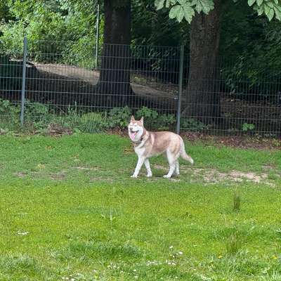 Hundetreffen-Spieltreffen mit meinem Husky-Bild