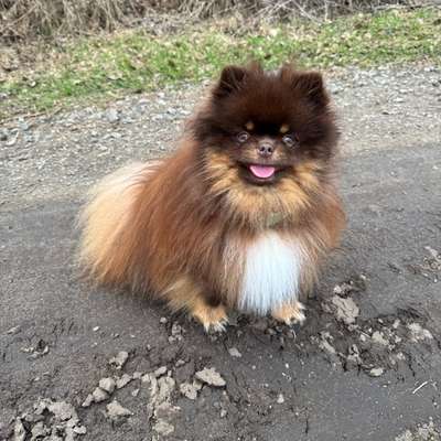 Hundetreffen-Suche kleine Spielgefährten-Bild