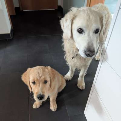 Hundetreffen-Welpentreffen