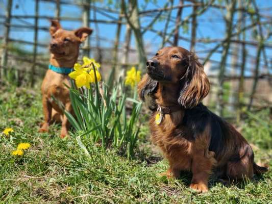 Die Dogorama Monats Challenge "Es grünt und blüht"-Beitrag-Bild