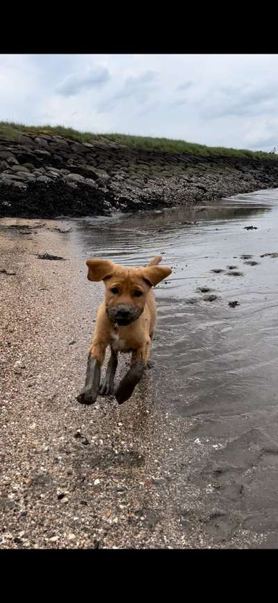Fotosammlung: ,,Der natürliche Hund" Unbearbeitet, ungestellt und in Natura-Beitrag-Bild