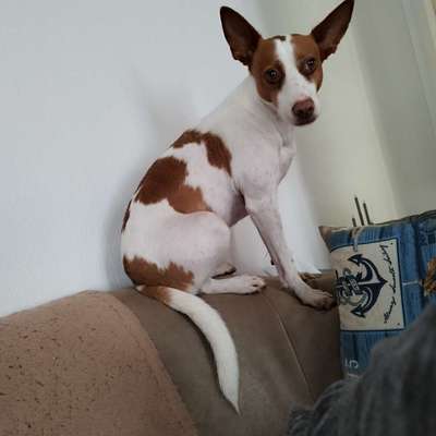 Fake News in der Hundewelt-Beitrag-Bild