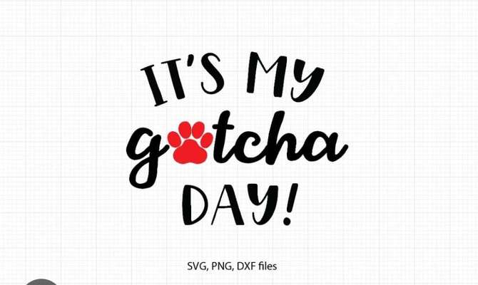 Erfahrungen mit unseriösen Tierschutzvereinen-Beitrag-Bild