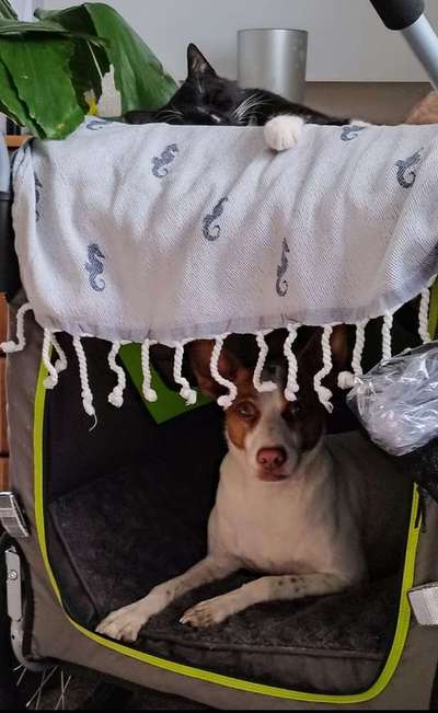 Hund an das fahren im Hundeanhänger gewöhnen-Beitrag-Bild
