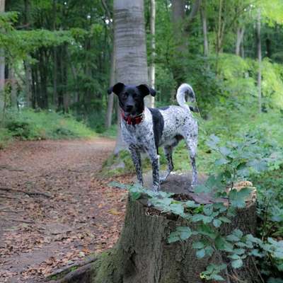 Hundetreffen-Gemeinsames spazieren-Bild