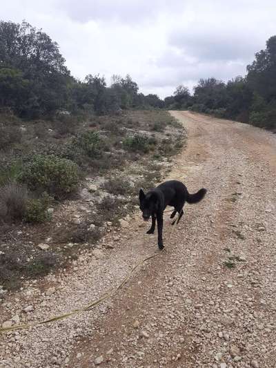 Hundetreffen-Sozial/ Trainings walk-Bild