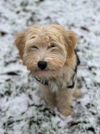 24. Collage-Challenge  *Hund im Schnee*-Beitrag-Bild