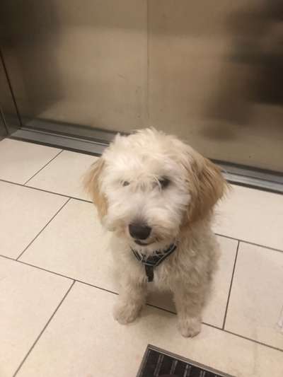 grumpy dog 😅-Beitrag-Bild