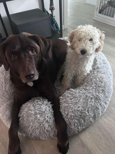 40.Collagen Challenge - Hundefreunde-Beitrag-Bild