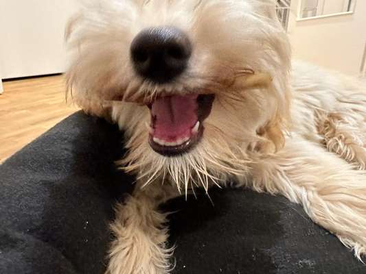 20. Collagen Challenge - "Lustige Schnappschüsse"-Beitrag-Bild