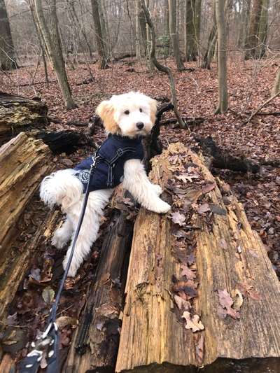 Fotosammlung: ,,Der natürliche Hund" Unbearbeitet, ungestellt und in Natura-Beitrag-Bild