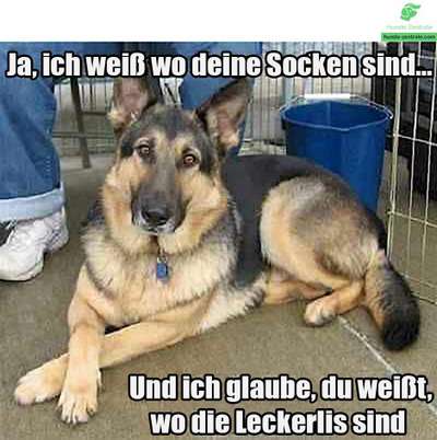 Hunde Memes-Beitrag-Bild