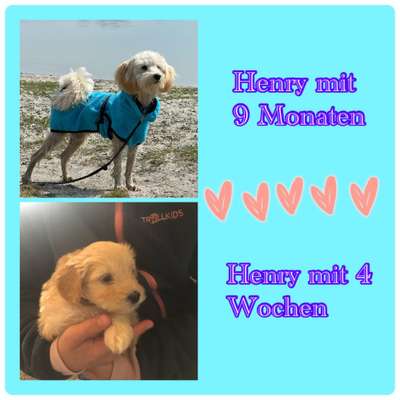 Vom Welpen zum Hund-Beitrag-Bild