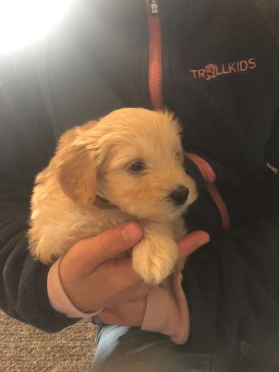 23. Collagen-Challenge: Portraits-Beitrag-Bild