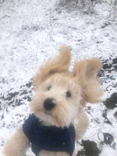 Comedyprogramm Hund:-Beitrag-Bild