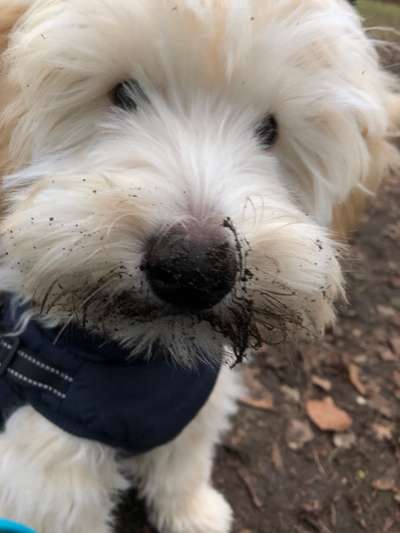 Dogorama Photo Challenge- Der Nase nach-Beitrag-Bild