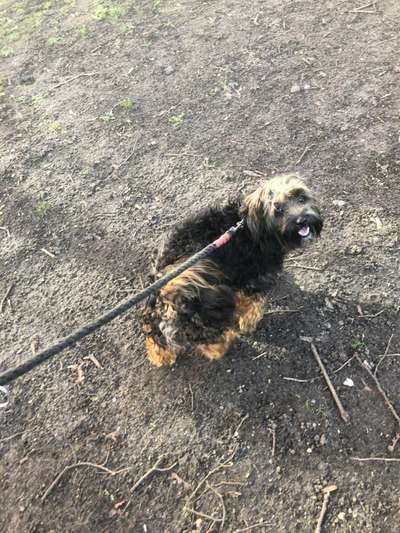 40.Collagen Challenge - Hundefreunde-Beitrag-Bild