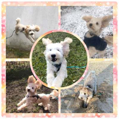 Foto Challenge Nr. 137 - Lass die Ohren fliegen-Beitrag-Bild